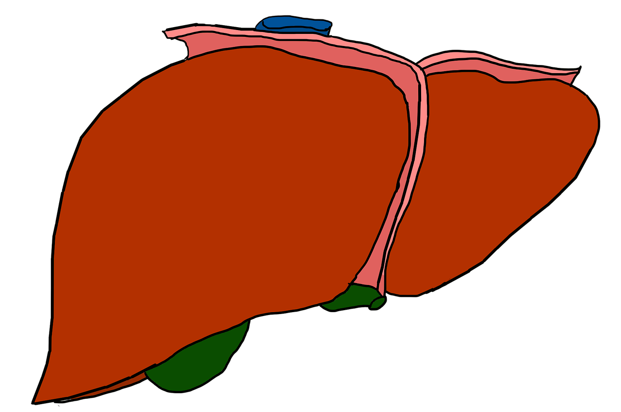 liver-3332302_1280