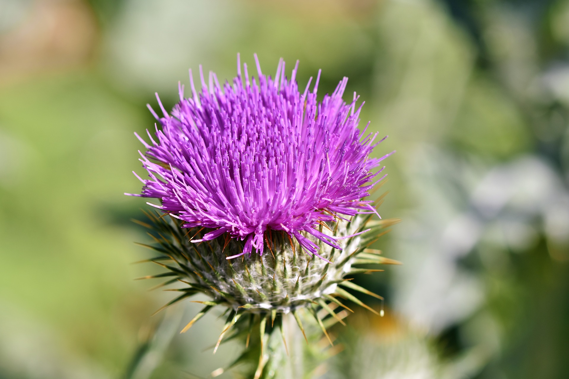 thistle-3517440_1920